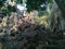 Angkor Wat in Siem Reap, Cambodia. Ancient ruins of Khmer stone temple overgrown with the roots and giant strangler fig trees