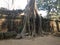 Angkor Wat in Siem Reap, Cambodia. Ancient ruins of Khmer stone temple overgrown with the roots and giant strangler fig trees