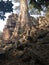 Angkor Wat in Siem Reap, Cambodia. Ancient ruins of Khmer stone temple overgrown with the roots and giant strangler fig trees