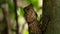 Angle Head Lizard attaches to a tree in Borneo, Malaysia. Close Up