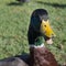 Angle headshot of a funny mallard