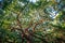 Angle Oak Tree in Johns Island of South Carolina