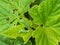 Angle shades aka Phlogophora meticulosa. The cause of the visible damage on my blackcurrant bush.