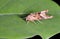 Angle shades moth Phlogophora meticulosa