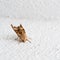 Angle shades moth on white wall. Phlogophora meticulosa.