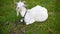 Angle view of funny white goat grazing on green meadow