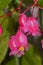 Angle wings Latin name begonia coccinea hart