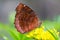 Angled Castor butterfly