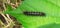 Angled castor caterpillar on leaf