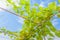 Angled gourd hanging on tree