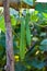 Angled gourd in organic farm,Thailand