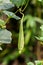 Angled gourd on the tree