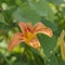 Angled Macro of Big Extended Pistil Daylily Tiger Lily in Abstract Green Garden Bokeh Background Selective Focus