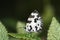 Angled Pierrot Butterfly seen at Kaas Plateau,Satara,Maharashtra,India