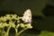 Angled Pierrot, Caleta sp, Lycaenidae, Aarey milk colony Mumbai