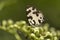 Angled Pierrot, Caleta sp, Lycaenidae, Aarey milk colony Mumbai , India