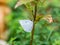 Angled sunbeam curetis acuta butterfly on plant 1