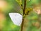 Angled sunbeam curetis acuta butterfly on plant 10