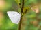 Angled sunbeam curetis acuta butterfly on plant 8