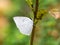 Angled sunbeam curetis acuta butterfly on plant 9