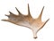 An angled view of a whitetail deer antler