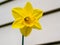 Angled view of a yellow daffodil flower with intricate stamen detail