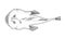 Angler fish. Hand drawn realistic black illustration