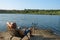 Angler is fishing with carpfishing technique in a beautiful summer evening, using rod pod, bite alarms, swinger, rods