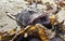 Anglerfish, Monkfish head washed up on the beach