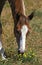 ANGLO ARAB HORSE EATING FLOWERS