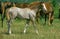 Anglo Arab Horse, Fawl and Herd