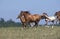 Anglo Arab Horse, Herd Galloping through Meadow