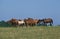 ANGLO ARAB HORSE, HERD IN MEADOW