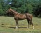 Anglo Arab Horse standing in Meadow