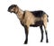 Anglo-Nubian goat with a distorted jaw, looking up
