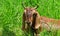 Anglo-Nubian goat,goat on grass,