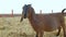 Anglo Nubian goat has hay on the farm.