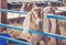 Anglo-Nubian lop earred goats & x28;Capra Aegagrus Hircus& x29; on display in their pen at the county fair