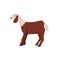 Anglo-Nubian or Nubian goat flat cartoon vector illustration isolated on whiter.