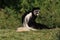 Angola colobus