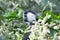 Angola colobus (Colobus angolensis)