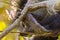 Angola Colobus Foot Closeup Portrait