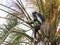 Angolan black and white colobus sitting on a branch