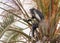 Angolan black and white colobus sitting on a palm tree