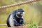 Angolan Black and White Monkey Colobus Angolensis Sitting and Eating Leaves