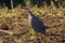 Angolan chicken farming