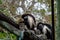 Angolan colobus