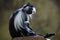 Angolan colobus (Colobus angolensis).