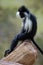 Angolan colobus (Colobus angolensis).