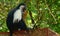 Angolan colobus, Diani, Kenya